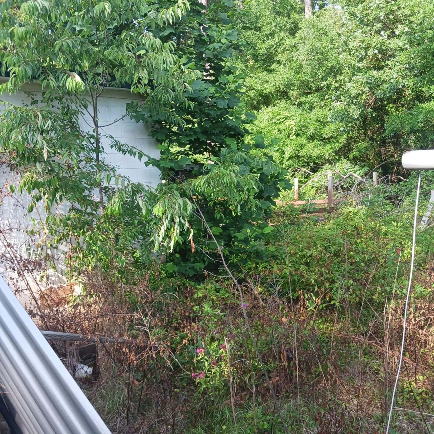 Overgrown vegetation and saplings grown up against a painted block outbuilding wall