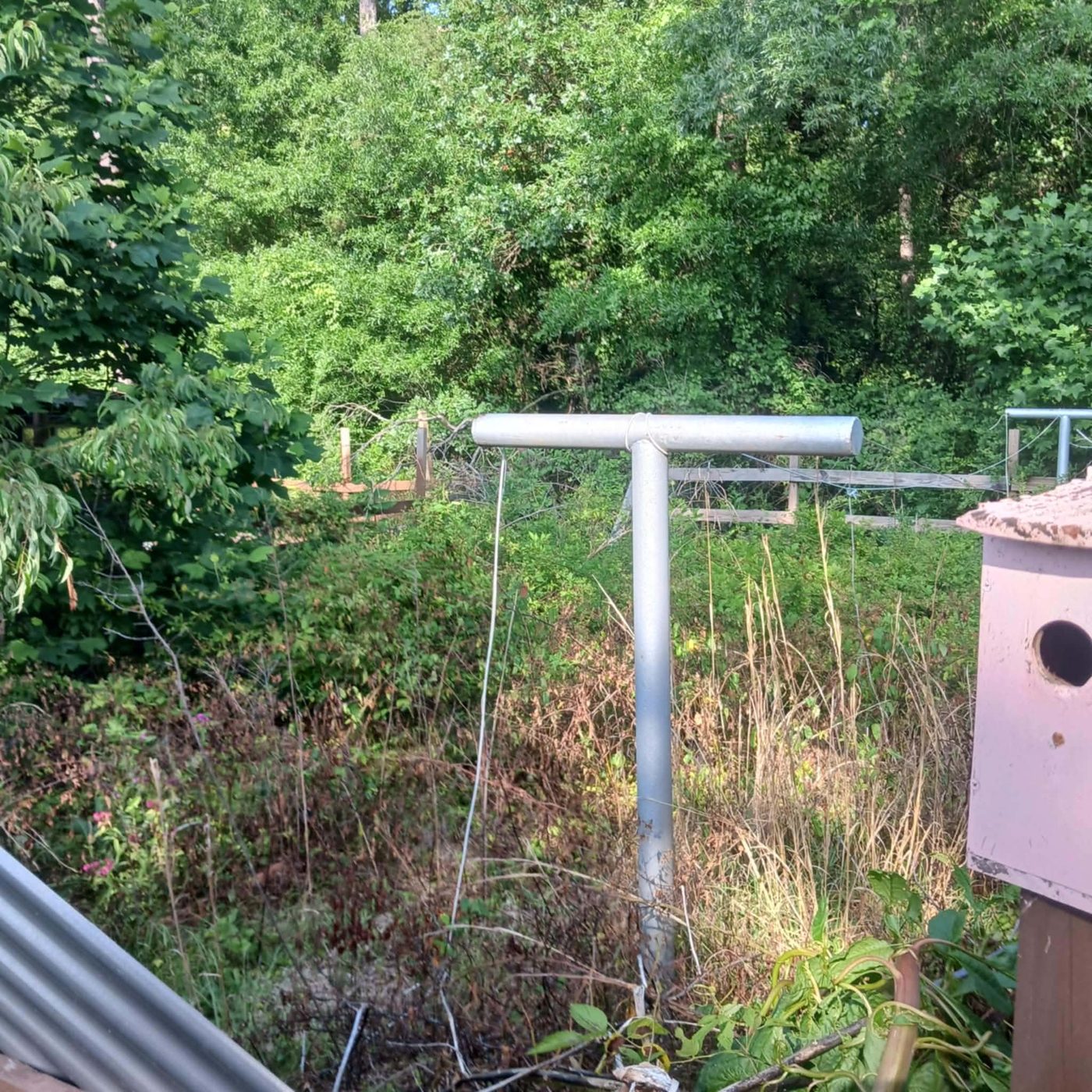 Metal clothesline post standing in waist-high weeds and brush at the back of a property