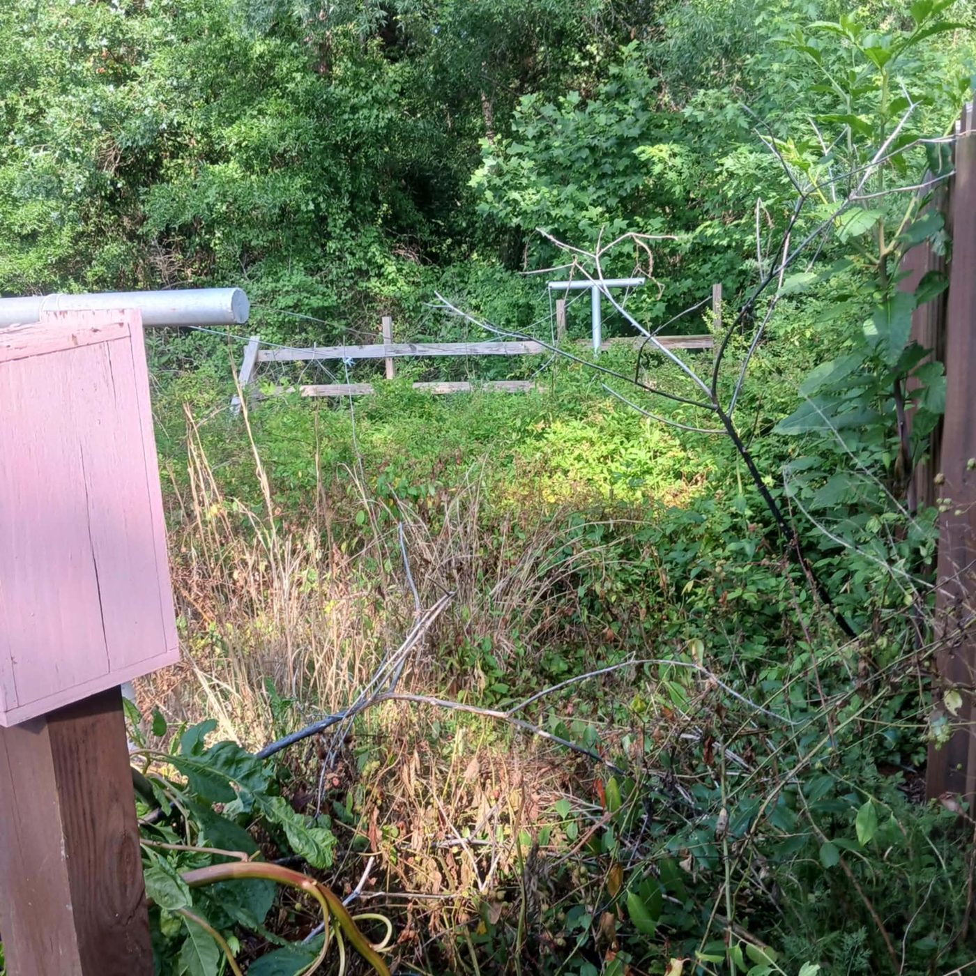 Fence line completely overtaken by brush, vines and saplings, with a wooden post barely visible